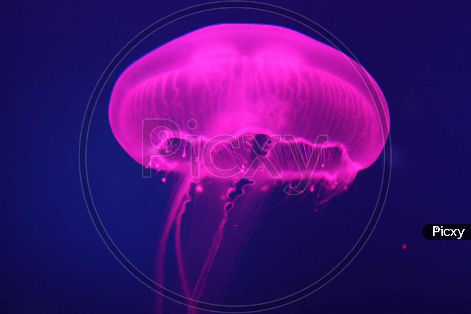 Pink Jellyfish/Pink Moon jellyfish/jellyfish/pink Bioluminescent jellyfish