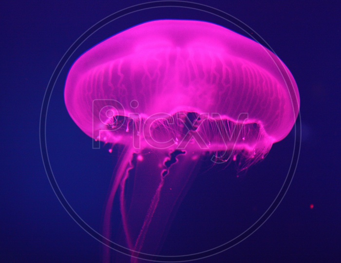 Pink Jellyfish/Pink Moon jellyfish/jellyfish/pink Bioluminescent jellyfish