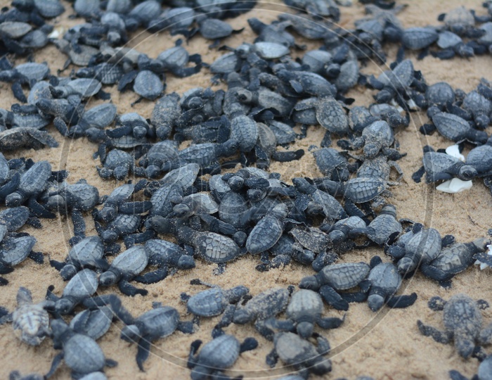Baby Olive Ridley Turtles