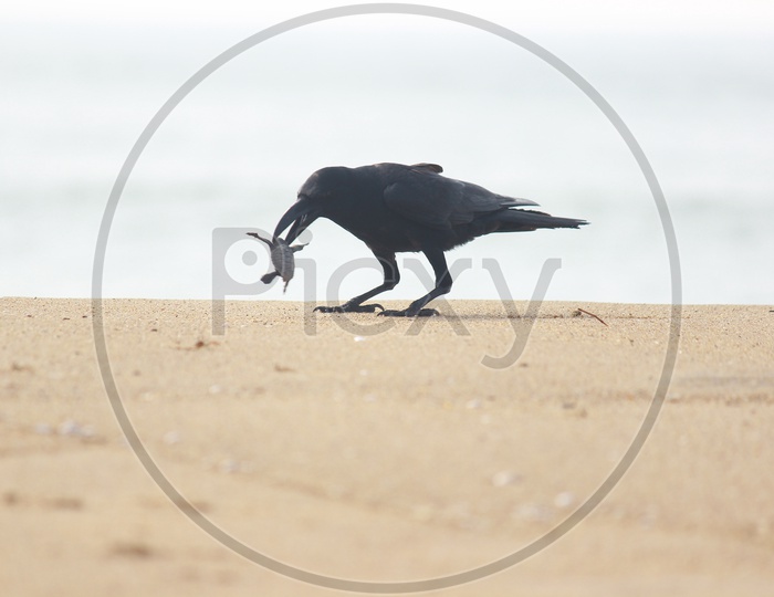Crow eating Baby Olive Ridley Turtle