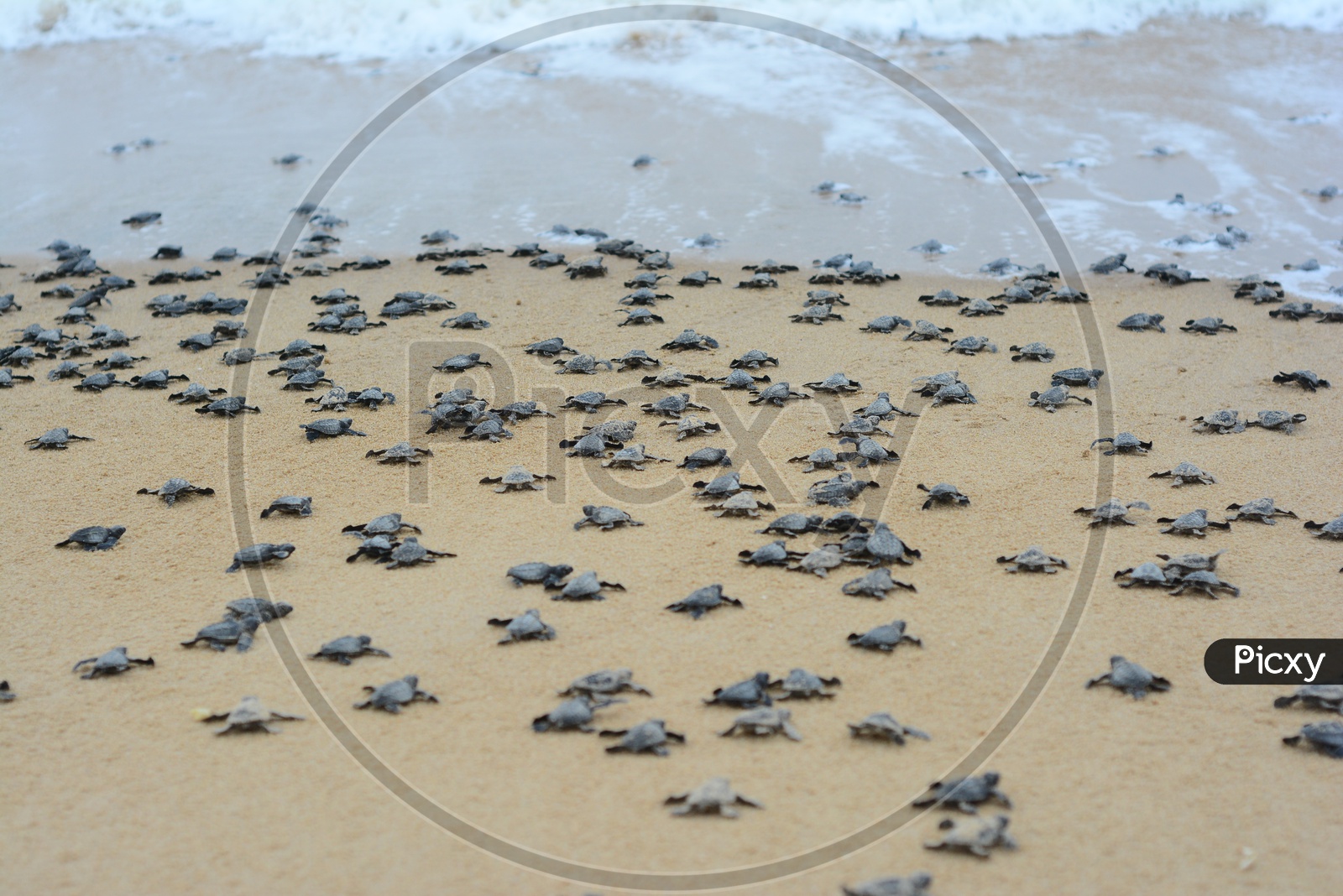 Baby Olive Ridley Turtles