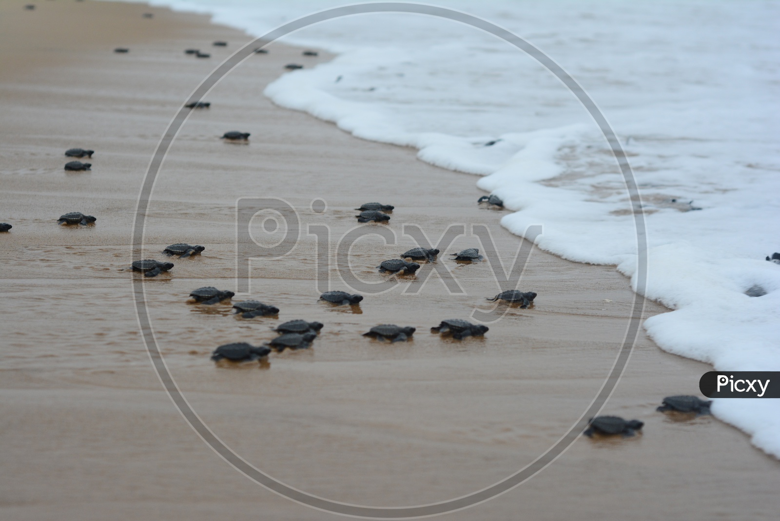 Image of Baby Olive Ridley Turtles-OF418081-Picxy