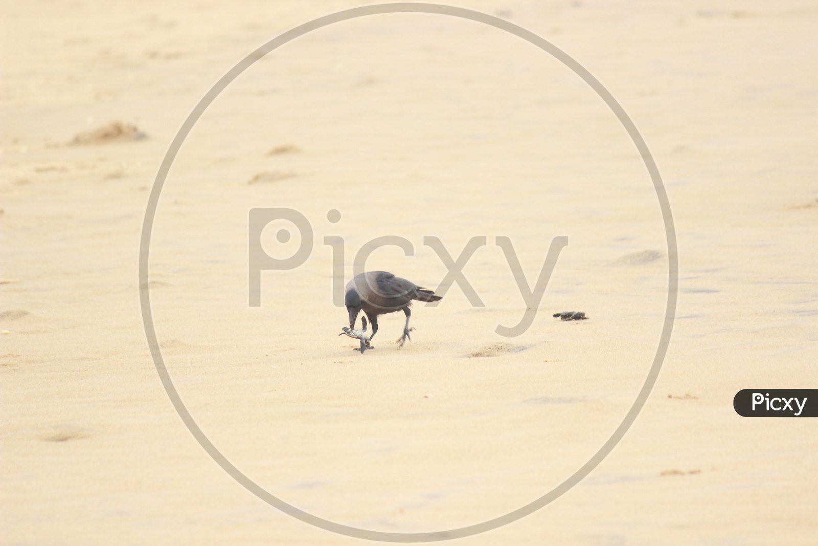 A crow eating Baby Olive Ridley Turtles