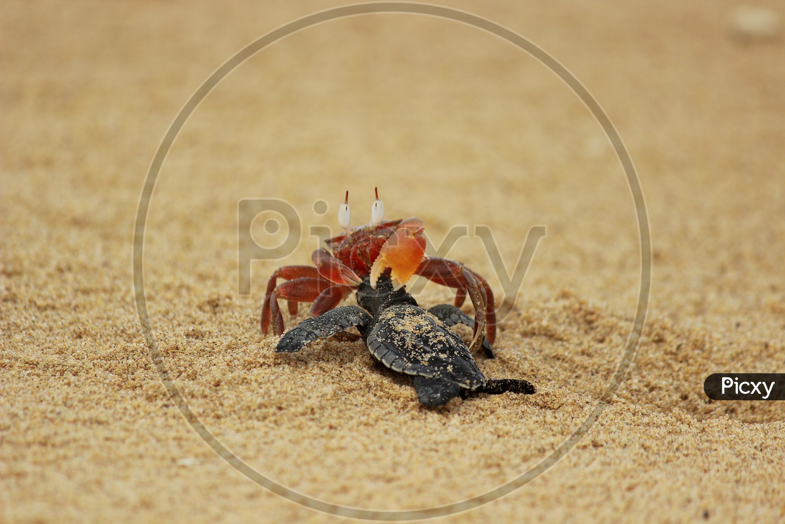 Red Crab eating Baby Olive Ridley Turtle