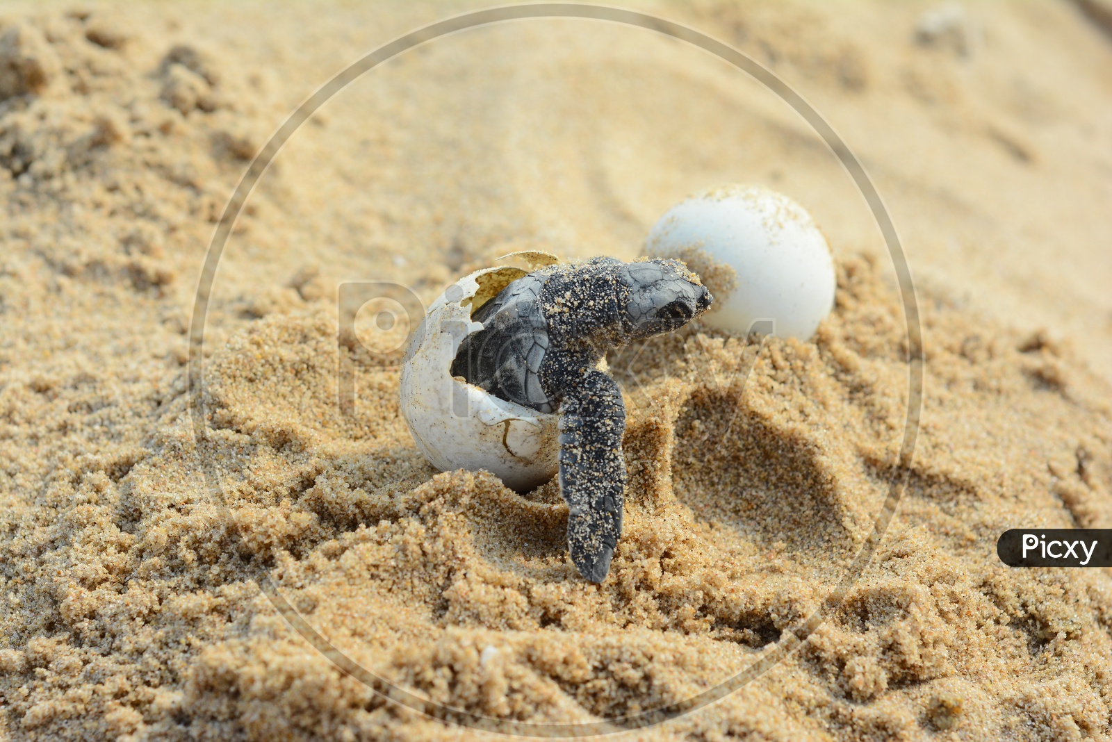Baby Olive Ridley Turtle Coming out of Egg