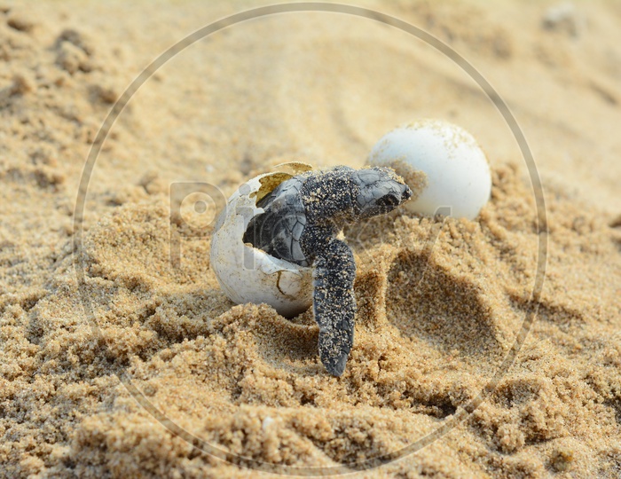 Baby Olive Ridley Turtle Coming out of Egg