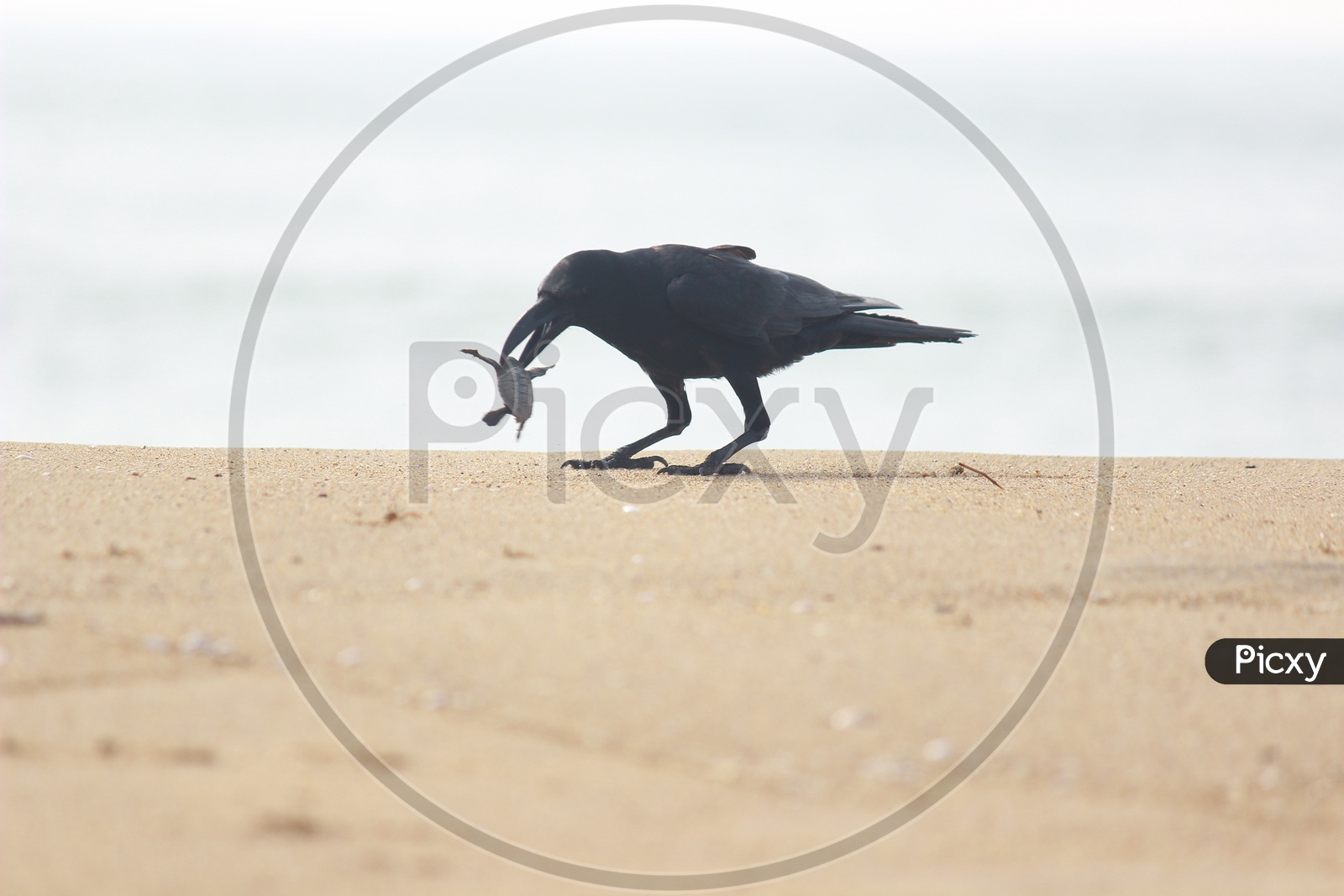 Crow eating Baby Olive Ridley Turtle