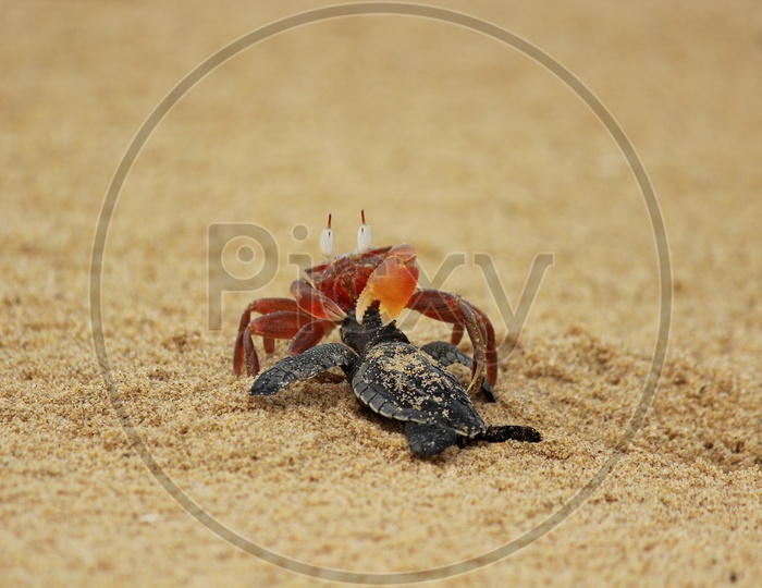 Red Crab eating Baby Olive Ridley Turtle