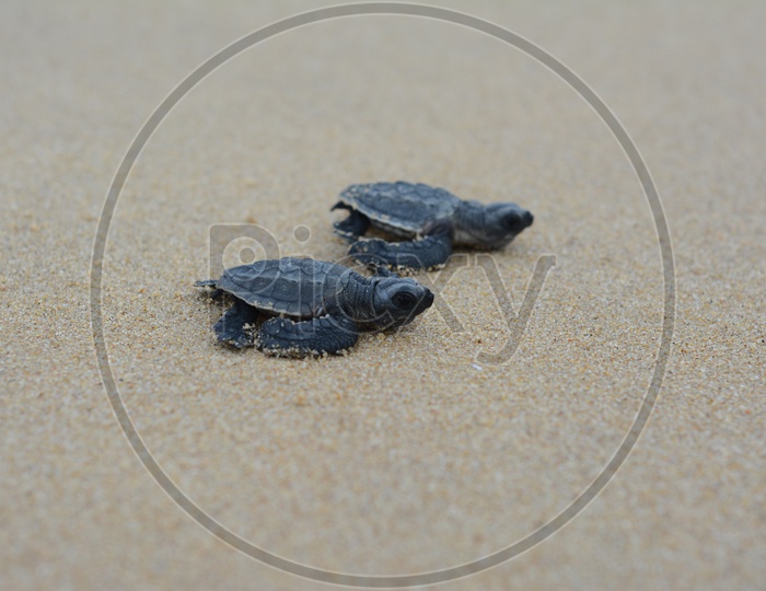 Image of Baby Olive Ridley Turtles-JV025324-Picxy