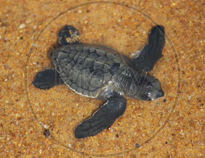 Image of Baby Olive Ridley Turtles-LU005319-Picxy