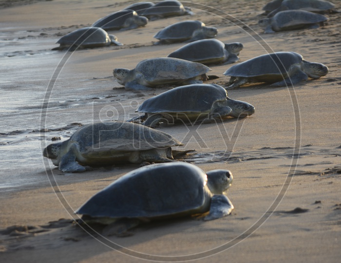 Olive Ridley Sea Turtles coming to laying/hatching their eggs and some leaving back to the sea
