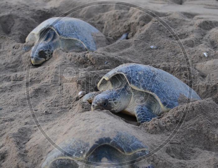 Olive Ridley Sea Turtles laying eggs