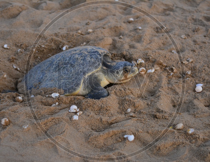 Olive Ridley Sea Turtles laying/hatching its eggs