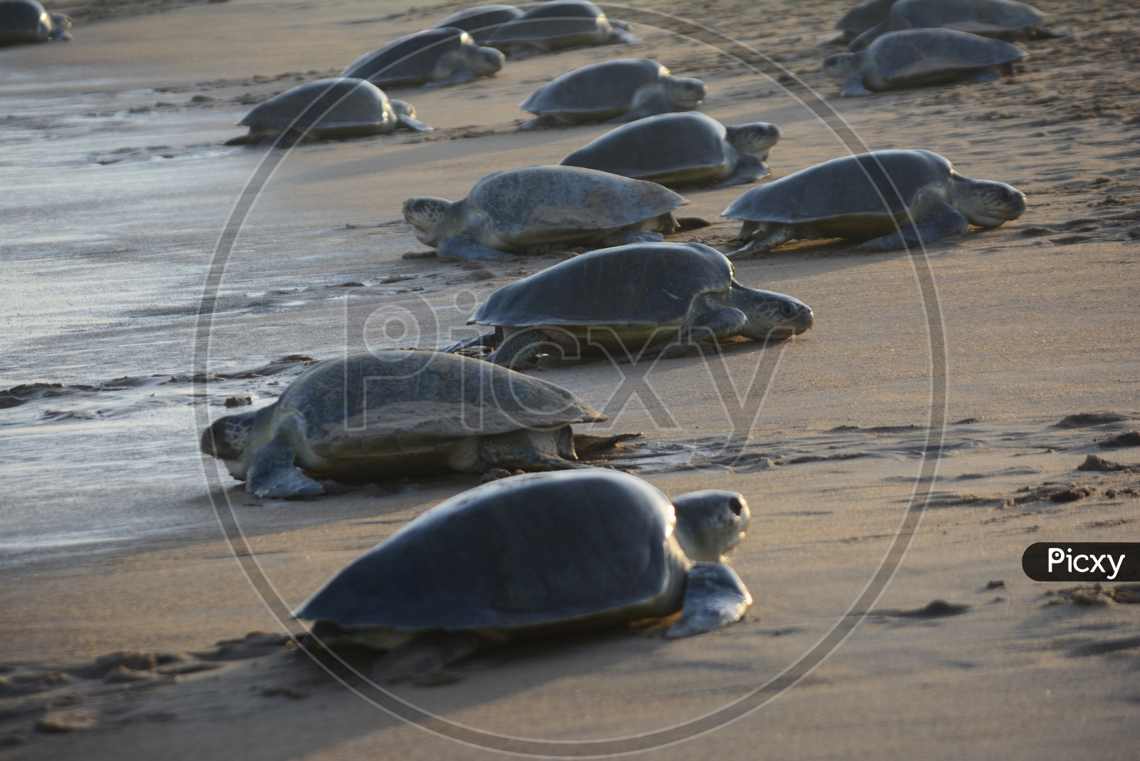 Olive Ridley Sea Turtles coming to laying/hatching their eggs and some leaving back to the sea