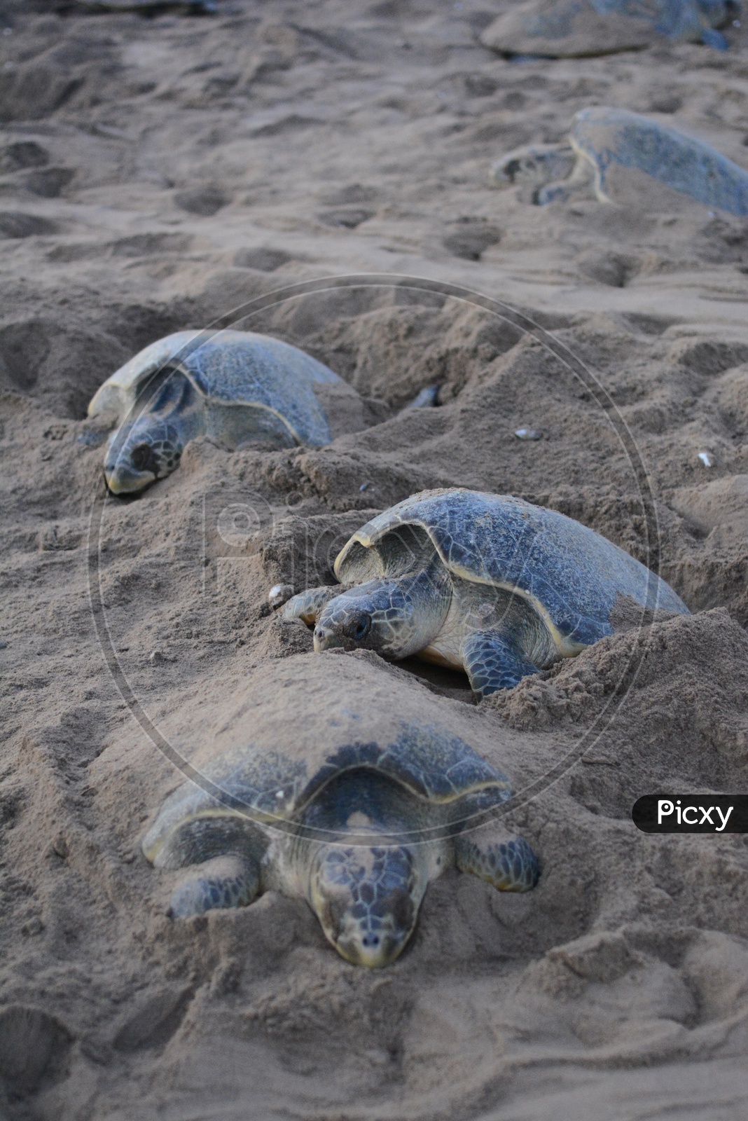 Olive Ridley Sea Turtles laying eggs