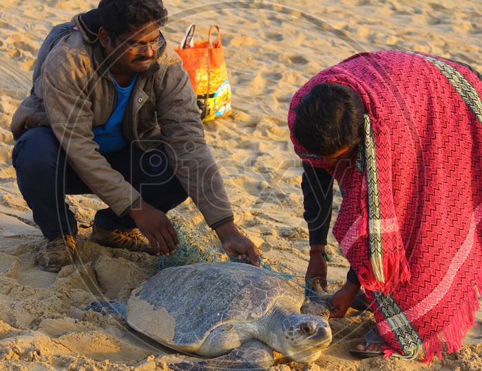 People Rescuing Olive Ridley Sea Turtle from Fishing Net