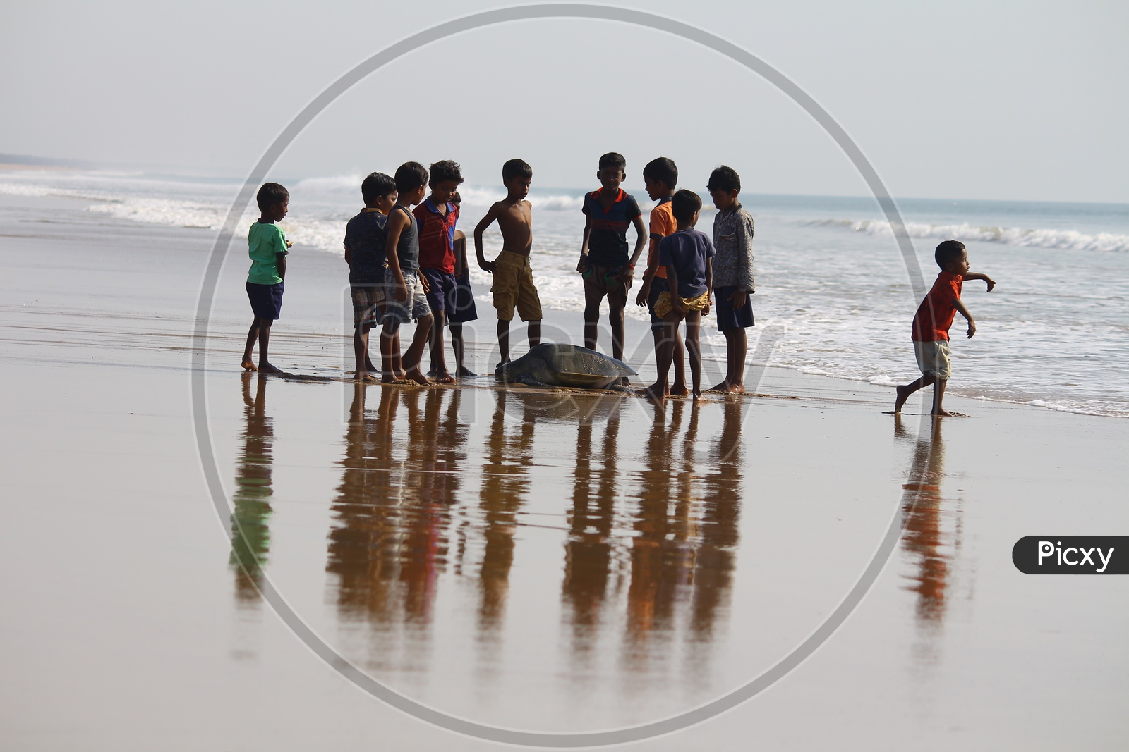 Children playing with Olive Ridley Sea Turtles
