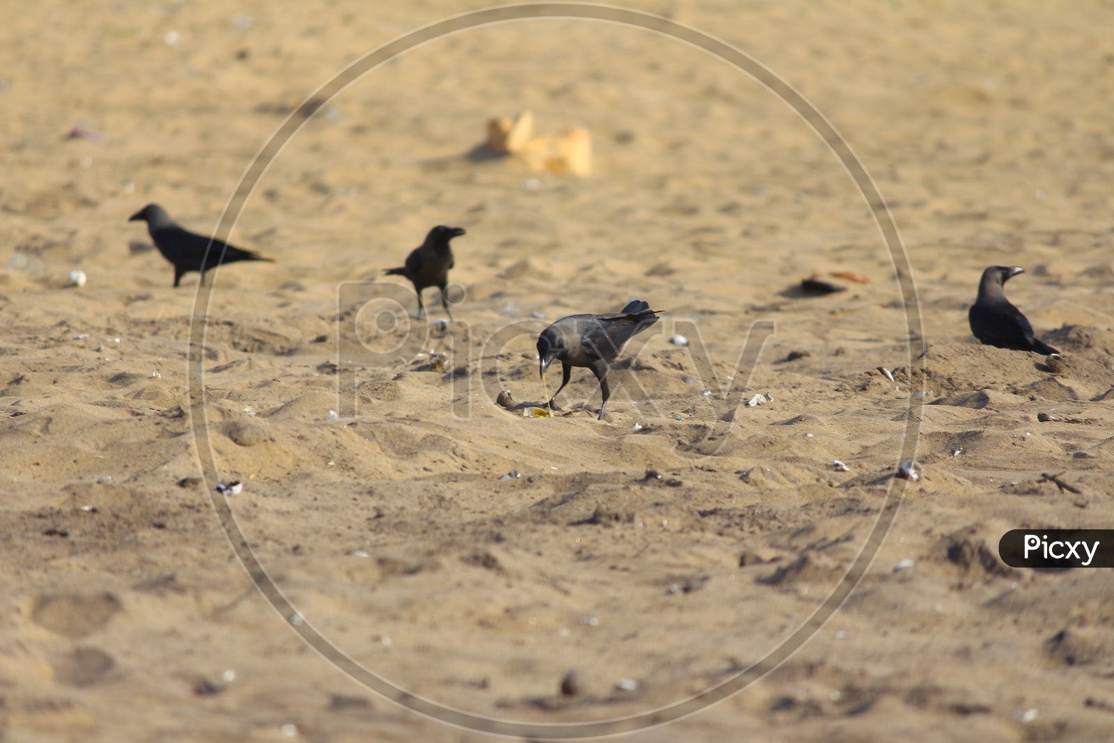 Crow Eating Olive Ridley Sea Turtle Eggs