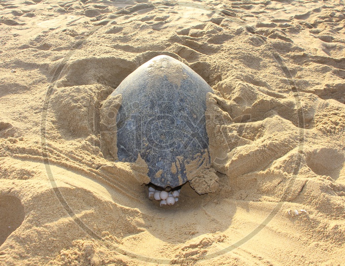 Olive Ridley Sea Turtle Laying Eggs