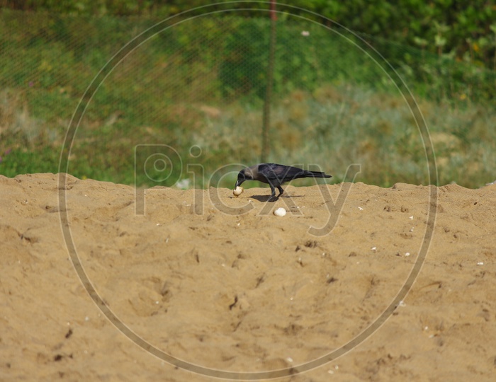 Crow taking Olive Ridley Sea Turtle Egg