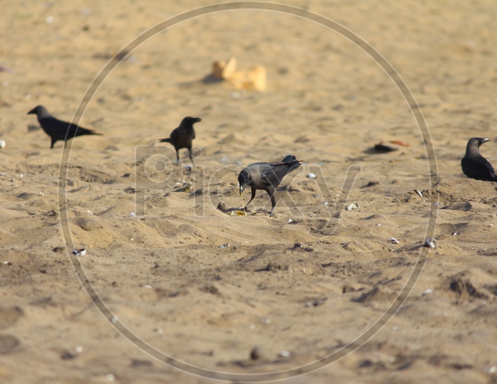 Crow Eating Olive Ridley Sea Turtle Eggs