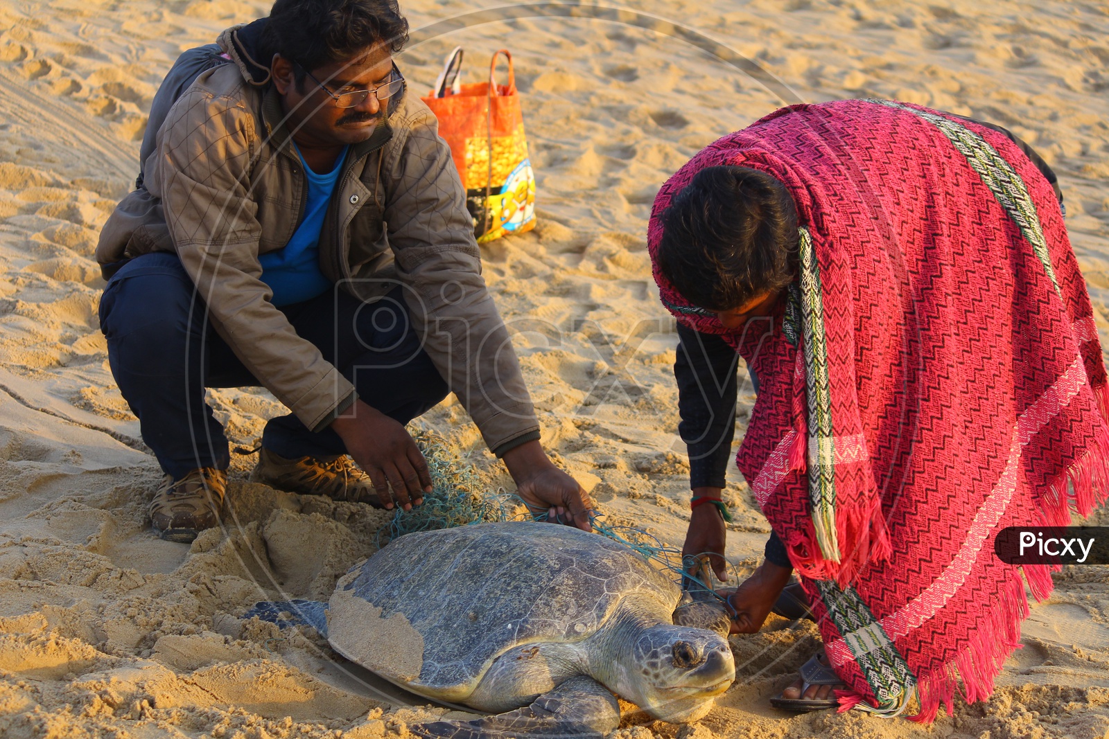 People Rescuing Olive Ridley Sea Turtle from Fishing Net