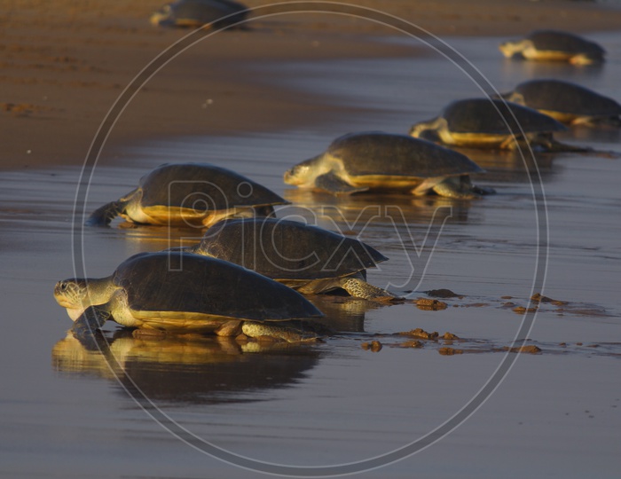 Olive Ridley Sea Turtles
