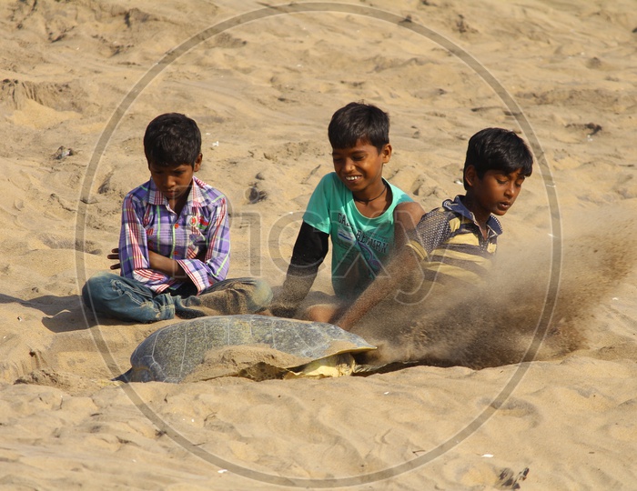 Children Playing with Olive Ridley Sea Turtles