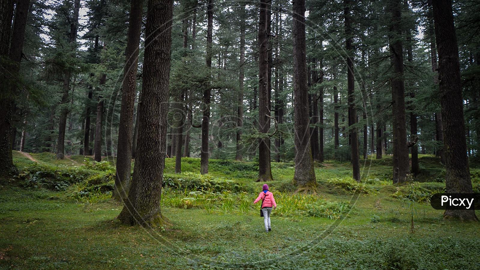 Young Woman Exploring Forest