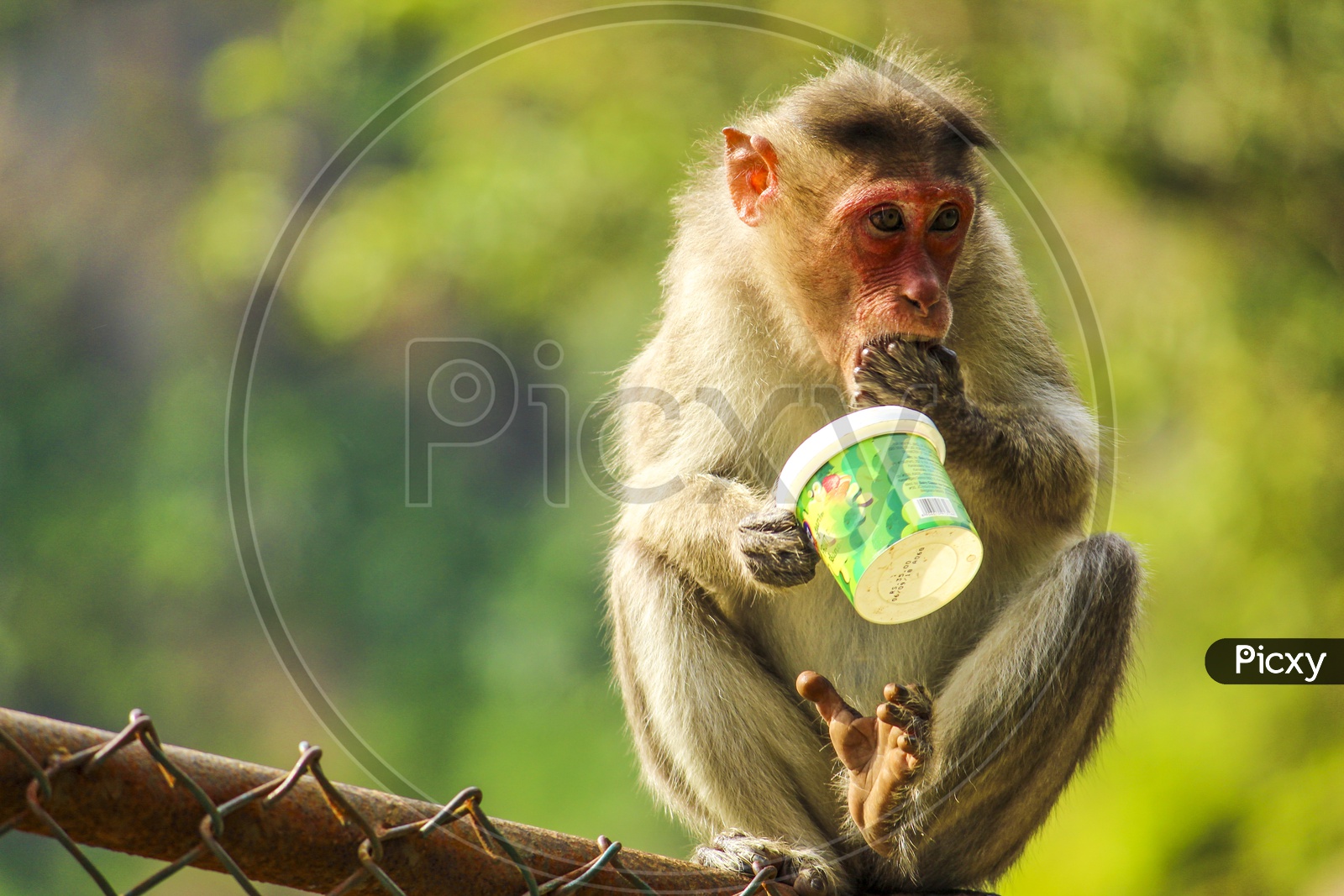 Monkey and a  plastic cup
