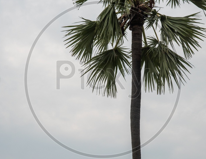 Image Of An Emirates Aeroplane flight And Palm Trees QP418424 Picxy