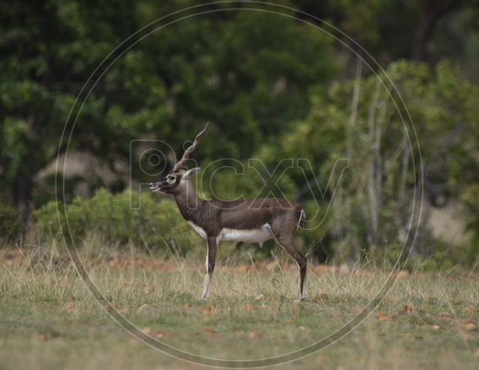dominant male  black buck
