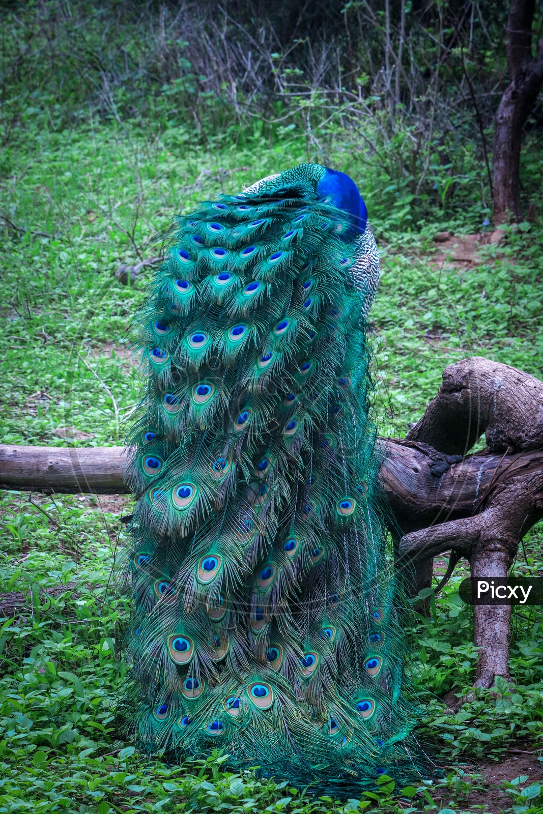 Nearly headless Peacock