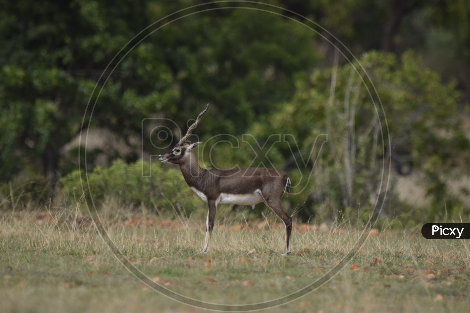 dominant male  black buck