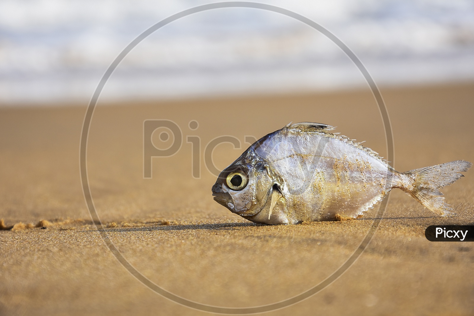a dead fish on the sea shore