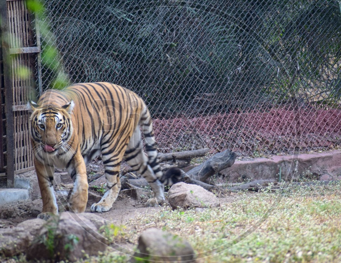 Royal Bengal Tiger - Name's enough!