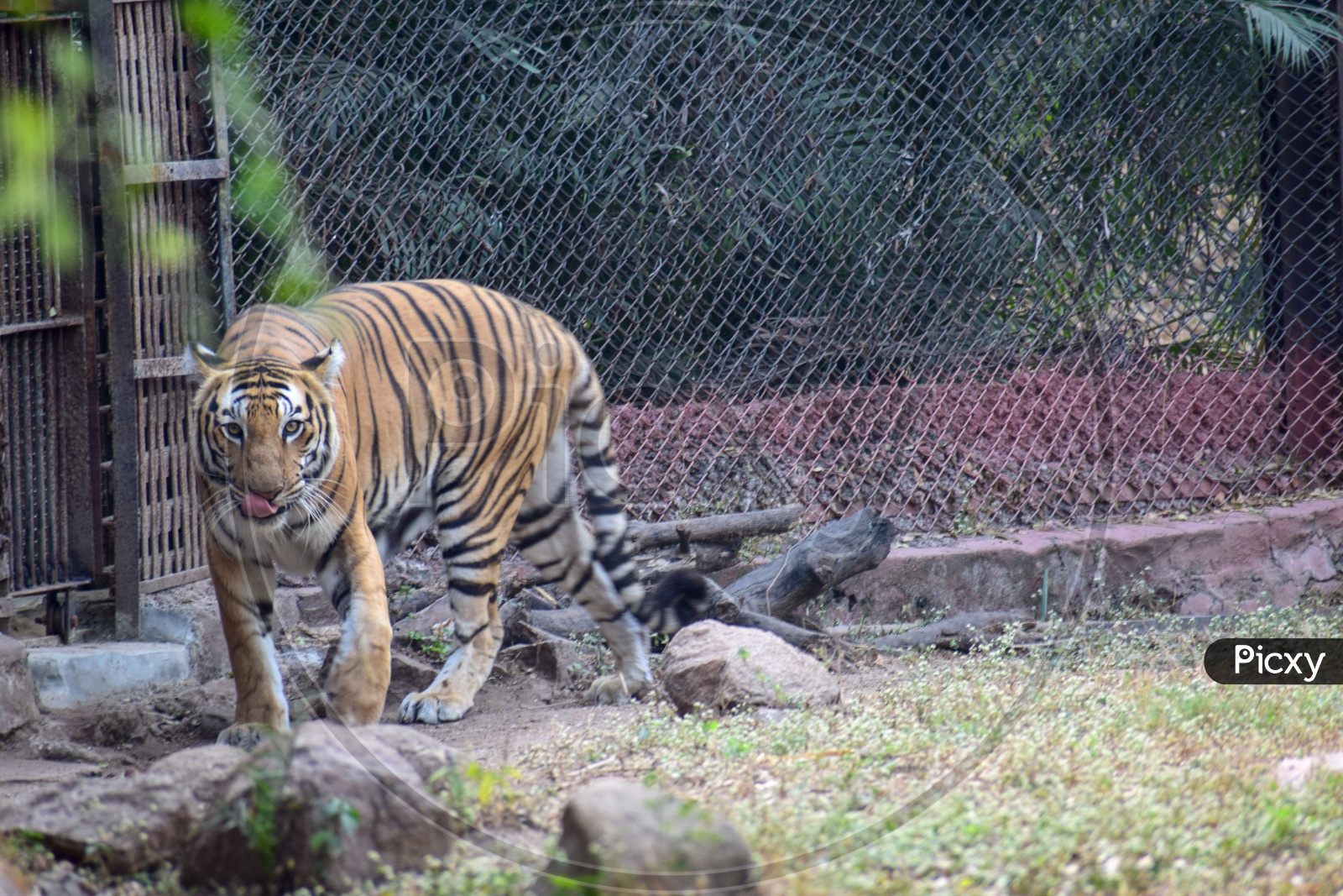 Royal Bengal Tiger - Name's enough!