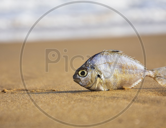a dead fish on the sea shore