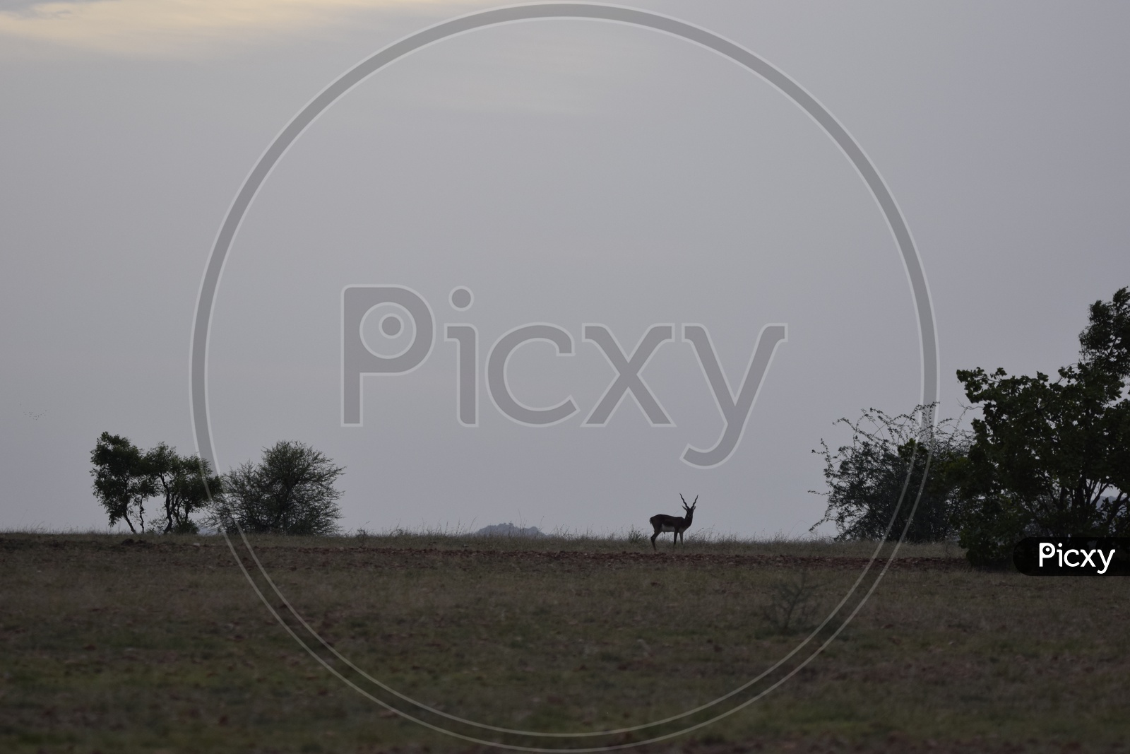 black buck and its habitat
