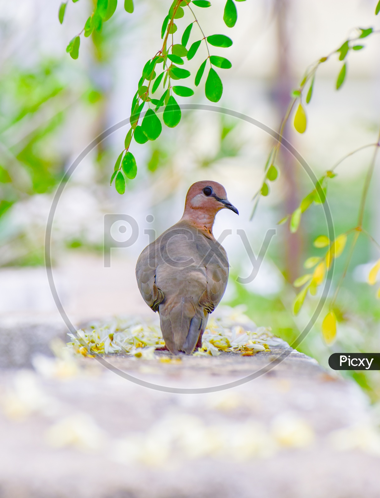 The Laughing Dove