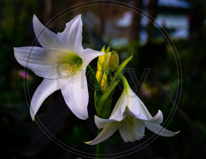 A beautiful white flower