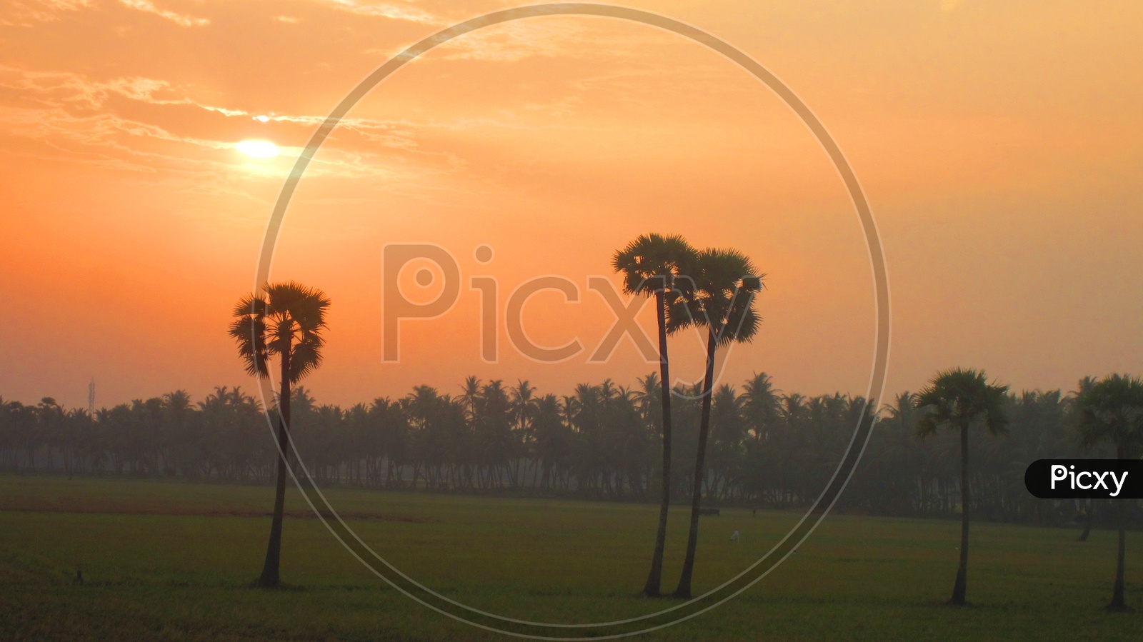 Beautiful Sunset in green fields between Coconut Trees