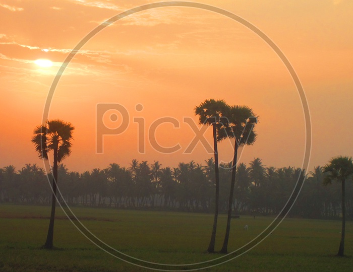 Beautiful Sunset in green fields between Coconut Trees