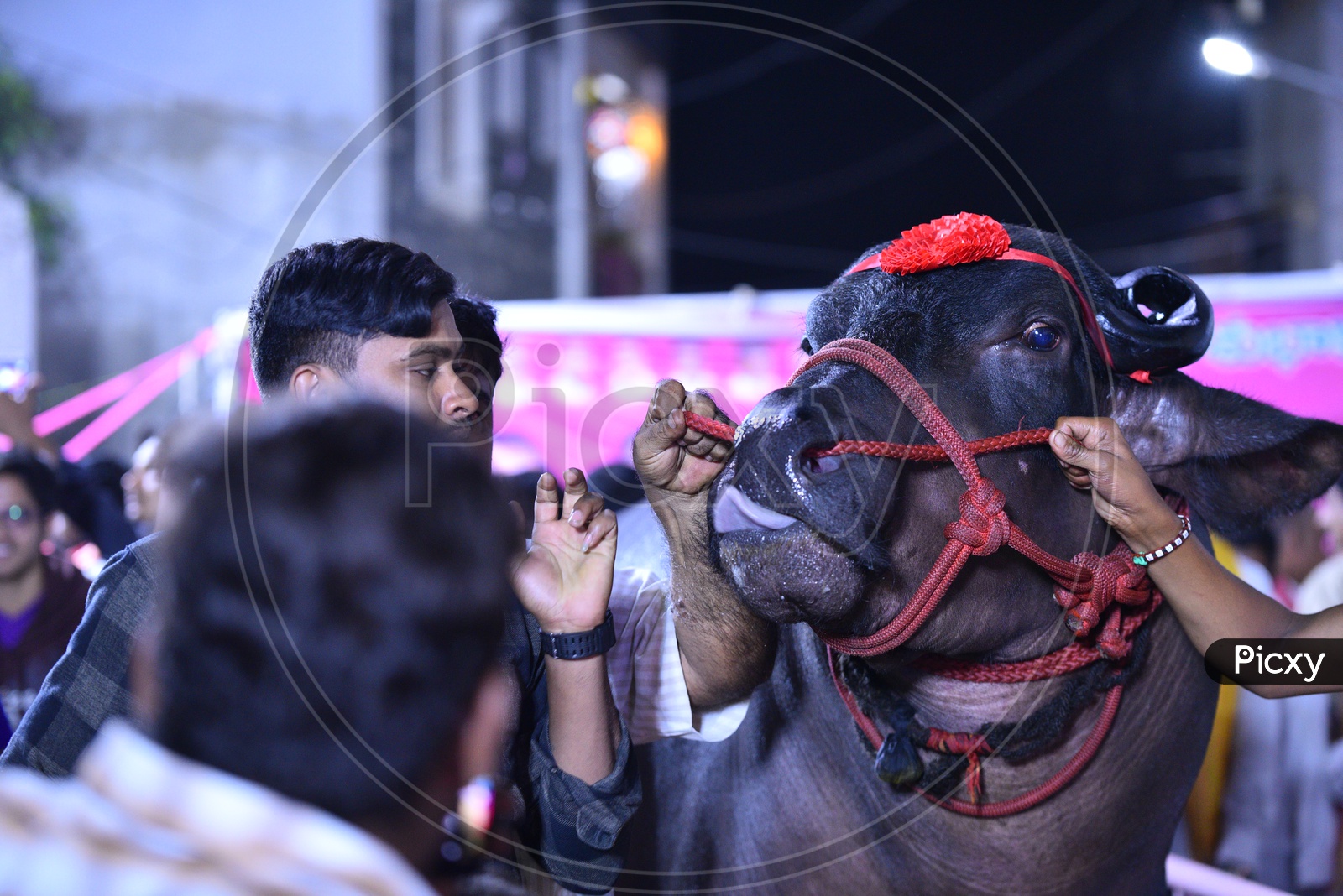 Shehanshah, a Bison worth 25 Crores INR in SADAR Carnival, Hyderabad