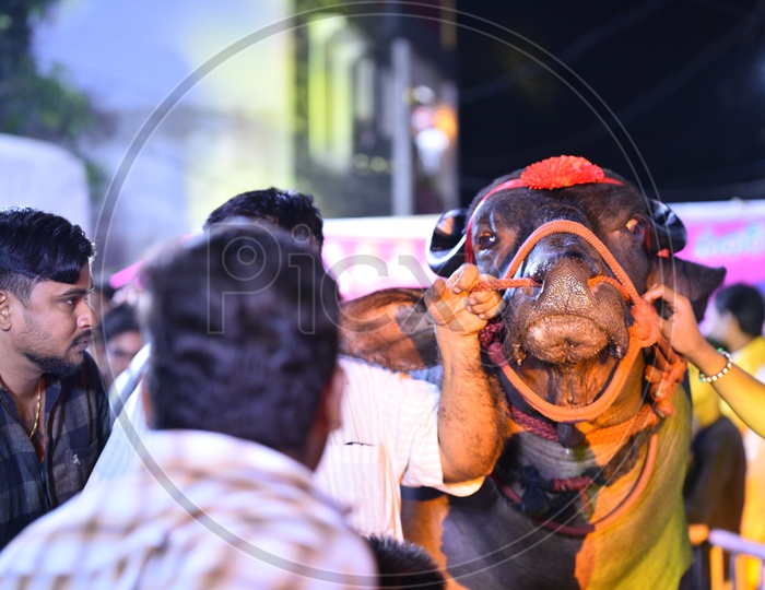 Shehanshah, a Bison worth 25 Crores INR in SADAR Carnival, Hyderabad