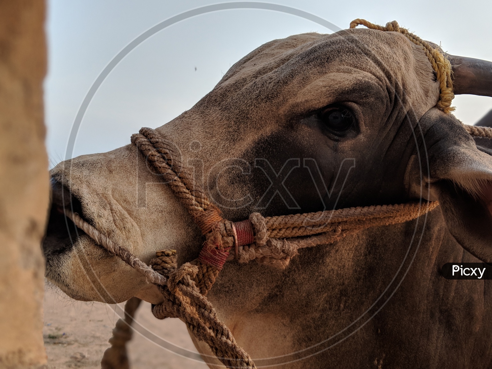 Celebration nose ring hi-res stock photography and images - Page 3 - Alamy