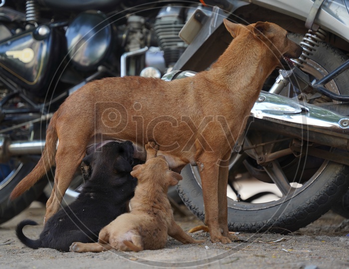 Stray Dog Feeding Puppies with Milk