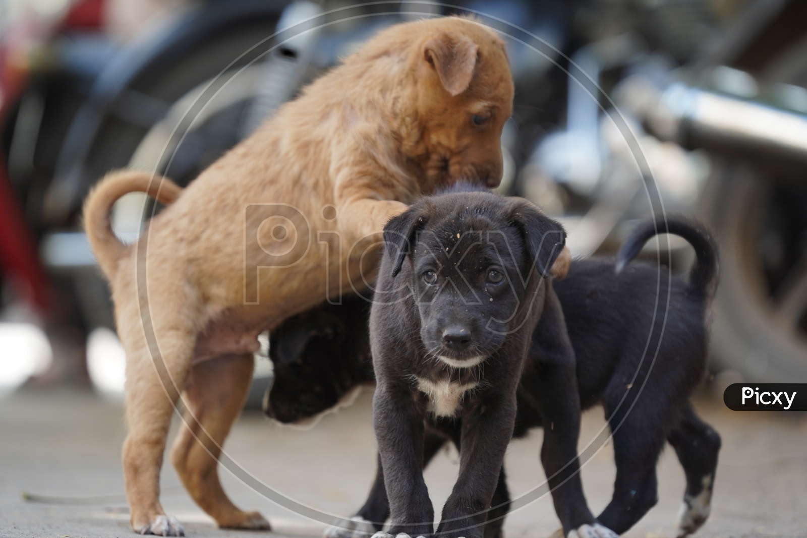 Street Dog Puppies