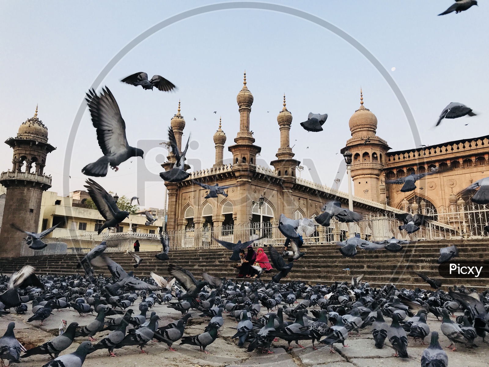 Stock Dove Birds at Mecca Masjid