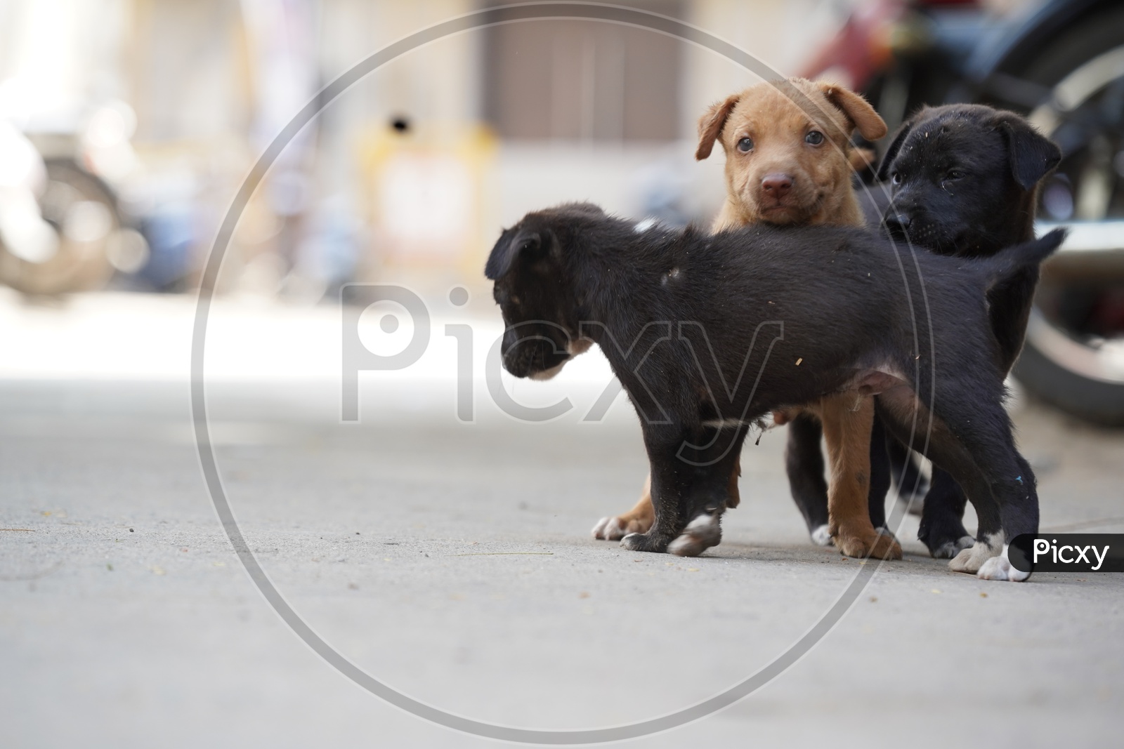 Street Dog Puppies